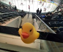 Duck at the Knights Game
